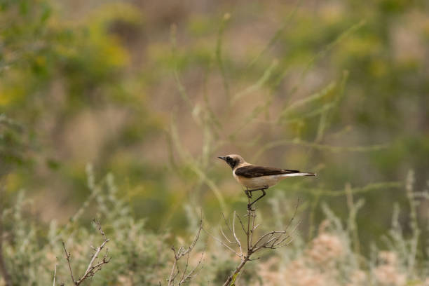 Stunning bird photo. Black-eared wheatear / Oenanthe hispanica A photo of a beautiful bird on an interesting background oenanthe hispanica stock pictures, royalty-free photos & images
