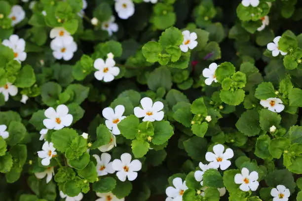 Photo of Bacopa monnieri, herb Bacopa is a medicinal herb used in Ayurveda, also known as 