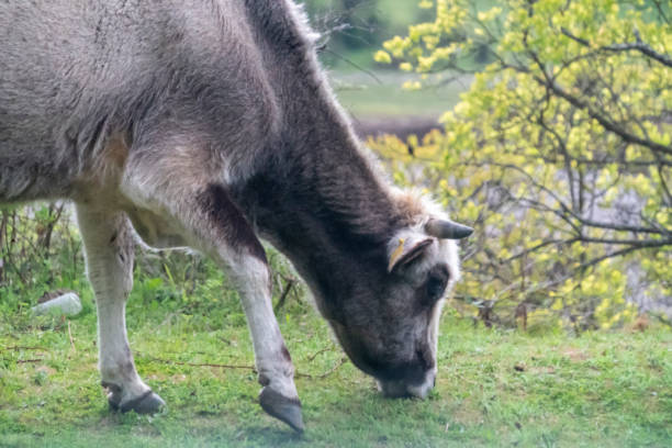 istock Grey cow - Bulgarian cattle breed 1154041039