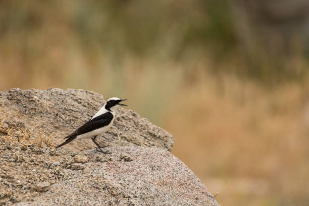 Stunning bird photo. Black-eared wheatear / Oenanthe hispanica A photo of a beautiful bird on an interesting background oenanthe hispanica stock pictures, royalty-free photos & images