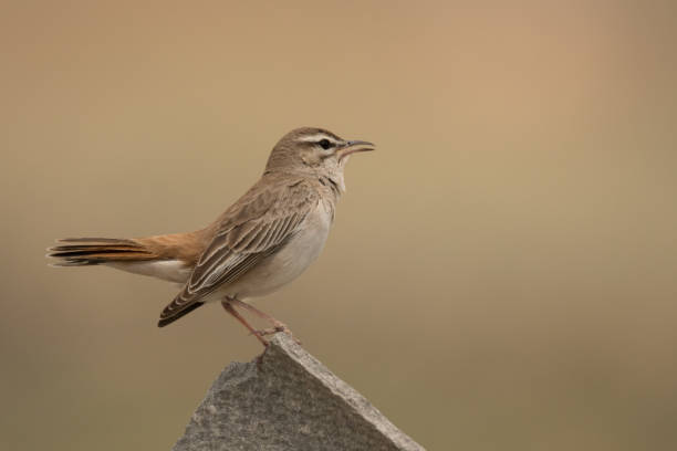 istock Stunning bird photo. Rufous-tailed scrub robin / Cercotrichas galactotes 1154042039