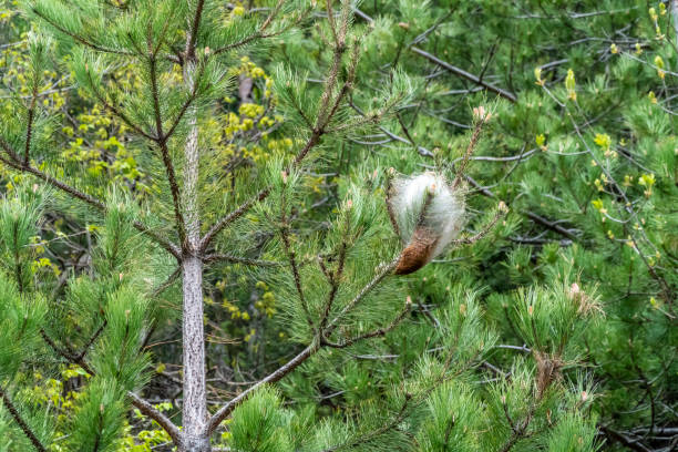 Pine processionary web on pine trees stock photo