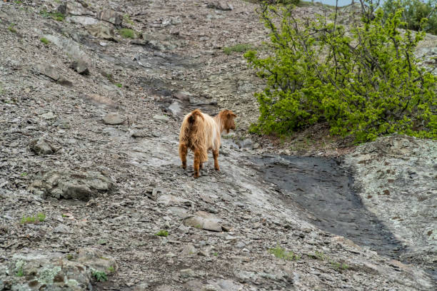 istock Wild mountain goats on a steep hill 1154042344