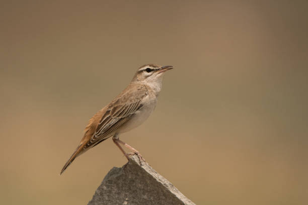 istock Stunning bird photo. Rufous-tailed scrub robin / Cercotrichas galactotes 1154042474