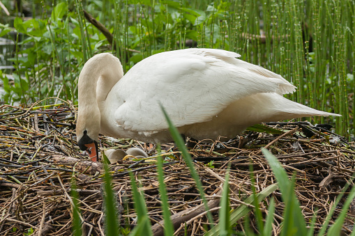 Mute swan were brought to Ontario, Canada, in the 1950s. They are considered an invasive species in Ontario due to their aggressive behaviour and negative impact on native waterfowl species. The population has steadily increased since their introduction, and efforts have been made to manage their numbers and mitigate their impact.