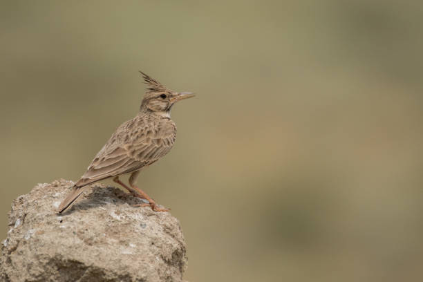 istock Stunning bird photo. Crested lark / Galerida cristata 1154043545