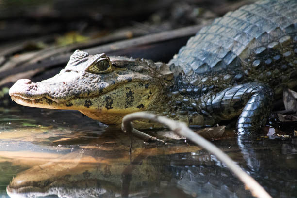 crocodile caïman dans la forêt tropicale sauvage du costa rica - caïman photos et images de collection