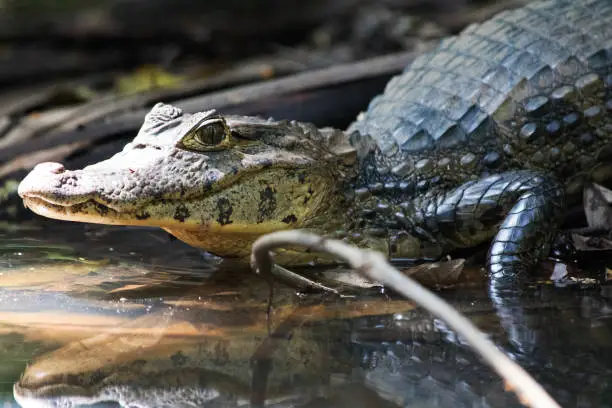 A wild caiman crocodile enjoying the sunlight in Costa Rican Rainforest National Parque