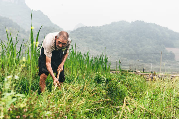 istock old chinese farmer working in rice field in Guilin 1154049236