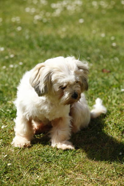 istock Lhasa Apso in the garden on a sunny day. 1154049271