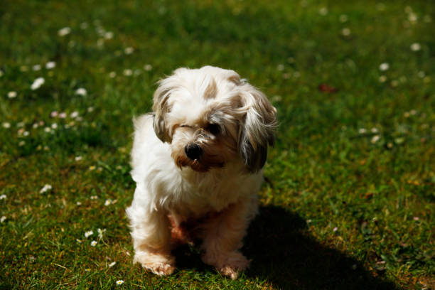 istock Lhasa Apso in the garden on a sunny day. 1154049405