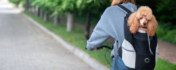 istock Cute dog peeking from animal carrying backpack . 1154049434