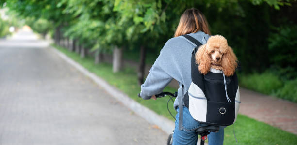 Cute dog peeking from animal carrying backpack .