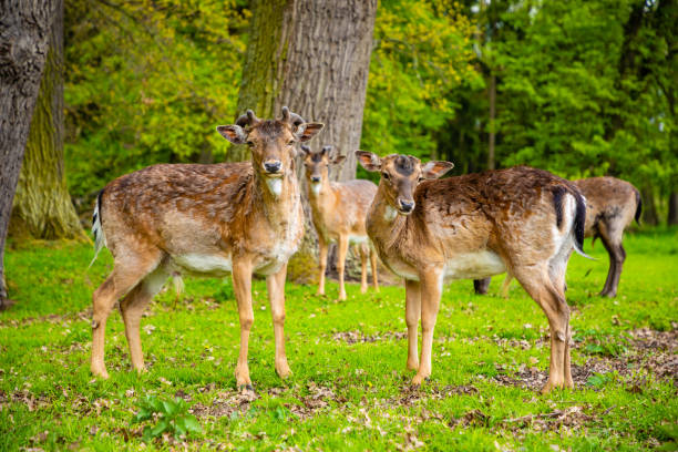 istock Deers in the forest in spring time, Czech Republic 1154049907