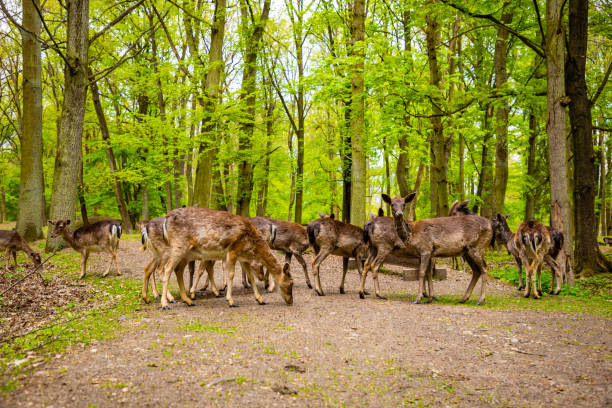 Herd of fallow deer grazing in a field in Hrinova, Slovakia