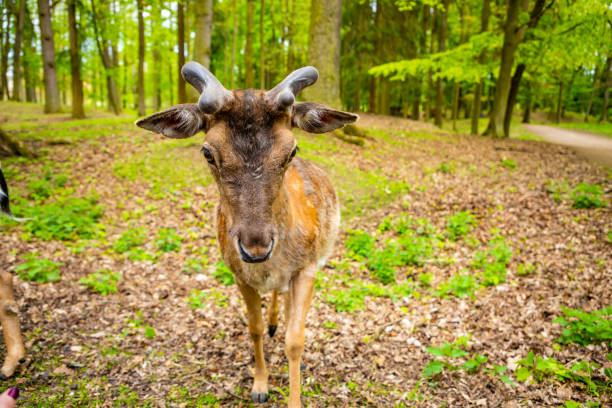 istock Deer in the forest in spring time, Czech Republic 1154050043