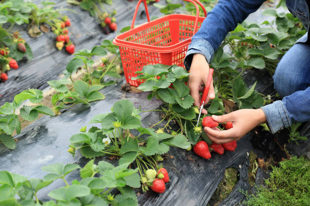istock People picking strawberry in garden 1154050092