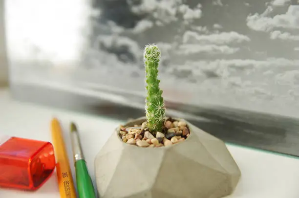 Photo of Small spiny green cactus in a pot of concrete. Concrete pots made by hand. Macro photo on white background