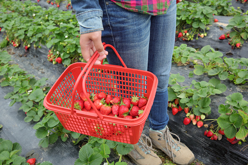 People picking strawberry in garden