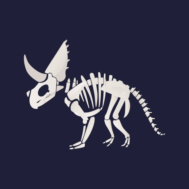 white-skeleton-and-bones-of-a-