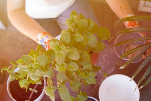 istock Little Spicy Garden 1154051987