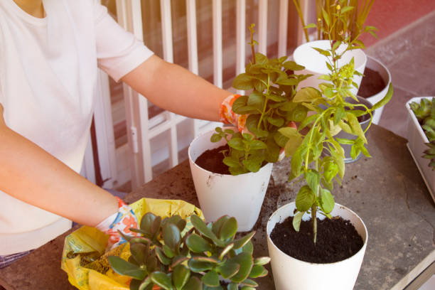 istock Little Spicy Garden 1154051990