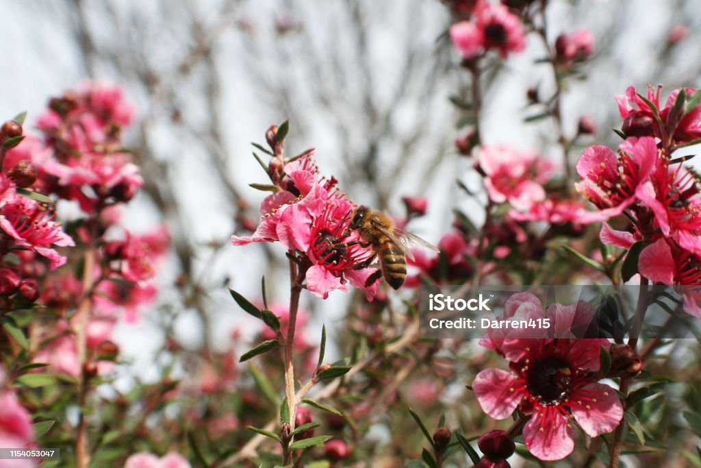 Small Red Flowers Close Up High Quality Small Red Flowers Close Up Botany Stock Photo