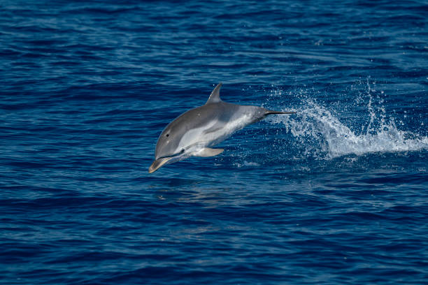 istock striped Dolphin while jumping in the deep blue sea 1154053538