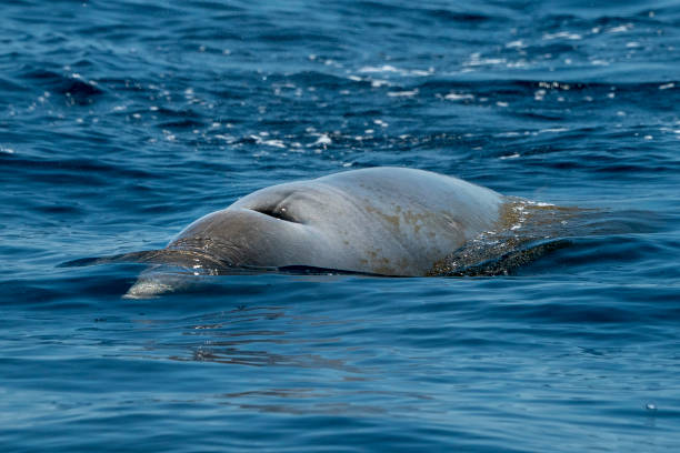 istock Rare Goose Beaked whale dolphin Ziphius cavirostris 1154053558