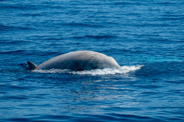istock Rare Goose Beaked whale dolphin Ziphius cavirostris 1154053583