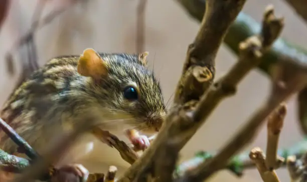 Photo of closeup of a barbary striped grass mouse, tropical rodent from Africa, popular pet