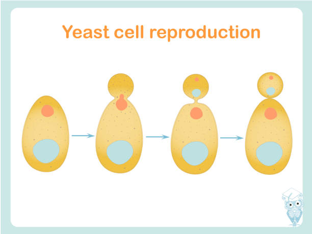 Yeast cell reproduction scheme. Stock vector illustration for biological education Yeast cell reproduction scheme. Stock vector illustration for biological education, for beer industry, for bread packing design yeast cells stock illustrations