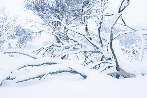 arbres au mont hotham en hiver - mt hotham photos et images de collection