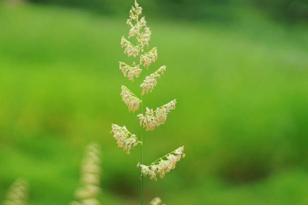 istock Flowering Cyperaceae. Green background 1154056492