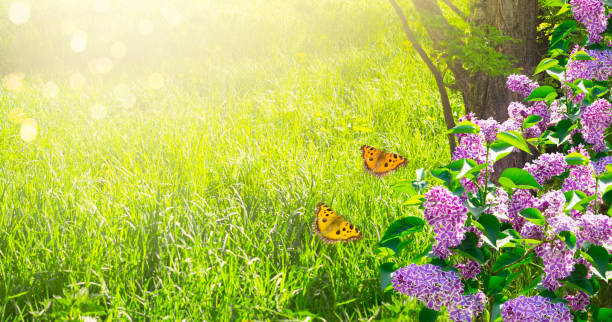 istock Mysterious spring background with lilacs flowers blossom and butterflies 1154057312