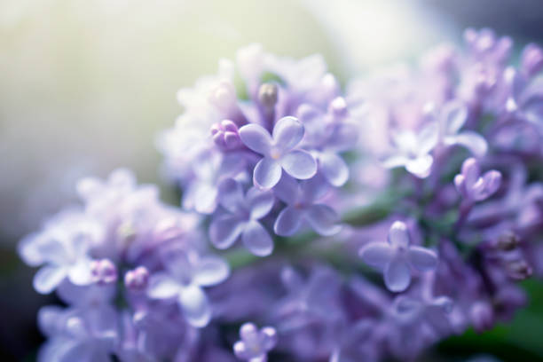 Fantasy lilacs flowers close-up on blurred background with soft focus effect