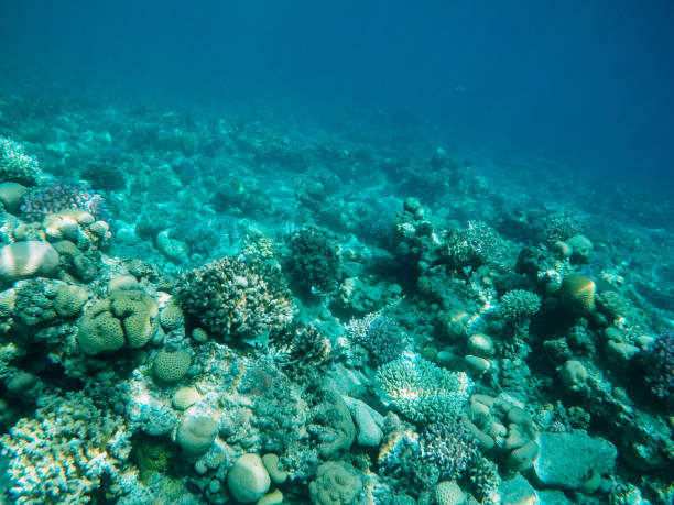 istock Underwater coral reef in red sea 1154057434