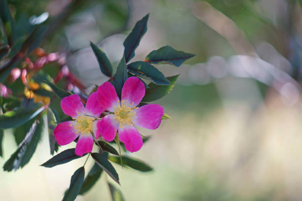 pink blossom of wildrose close-up