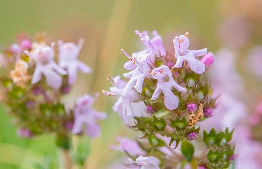 Thyme in bloom, tiny purple flowers in close range,