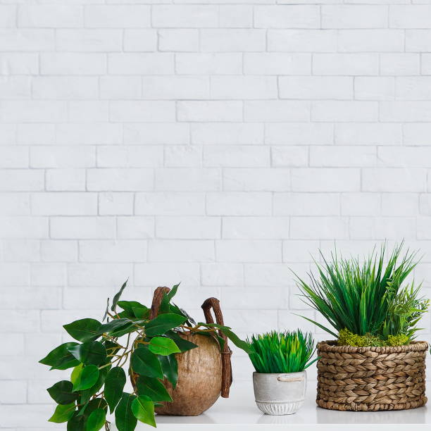 istock Ficus and other houseplants in pots on table against wall 1154057698