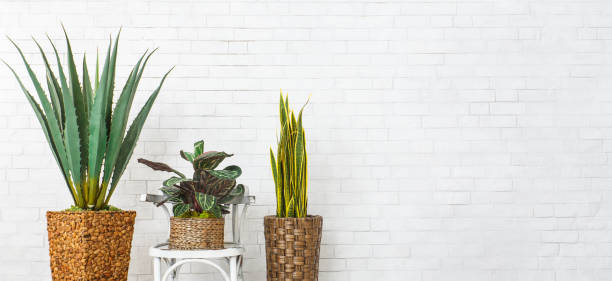 istock Houseplants and the chair over brick wall 1154057707