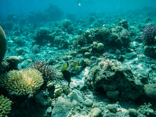 istock Underwater coral reef in red sea 1154057933
