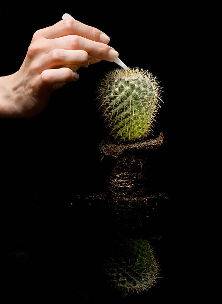 cactus - bristle brush part foto e immagini stock