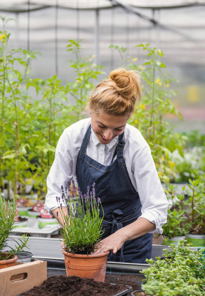 istock Garden center employee potting plants 1154059309