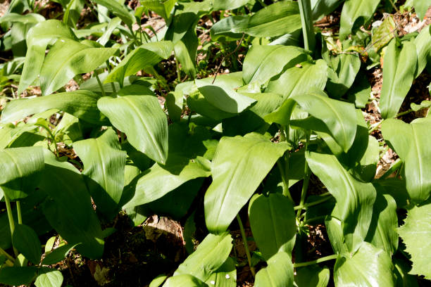 istock Wild garlic in the green forest in springtime 1154059583