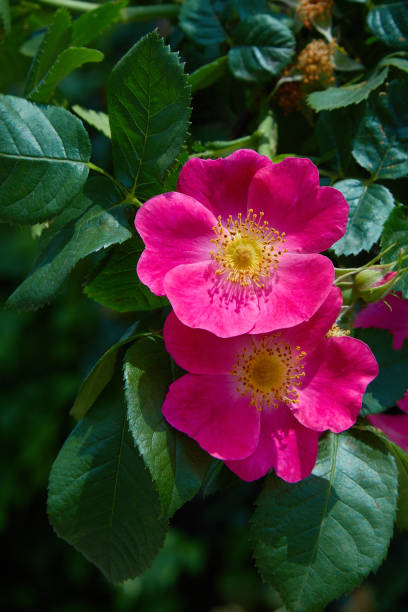 istock Pink rose hips, Flowering briar. 1154060496