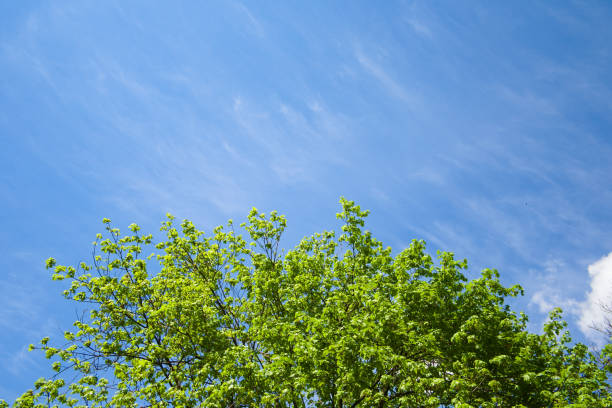 istock Fresh green trees on background of cloudy blue sky. 1154060584