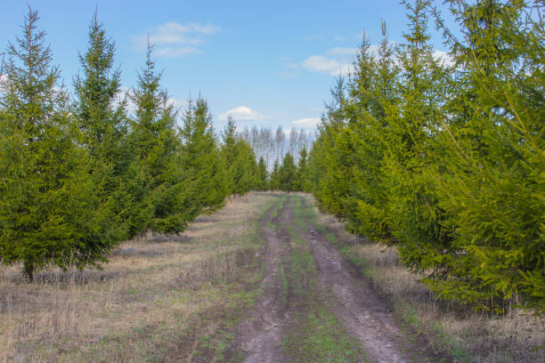 Young pines along the park path. Pine coniferous park ate cedar larch. Path among evergreen conifers, early spring