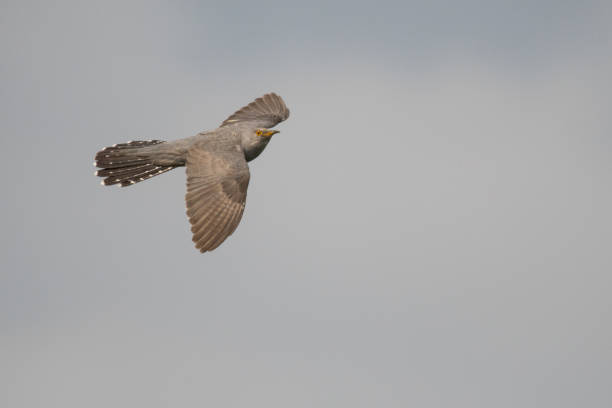 istock Stunning bird photo. Common cuckoo (Cuculus canorus) flying on the sky. 1154062095