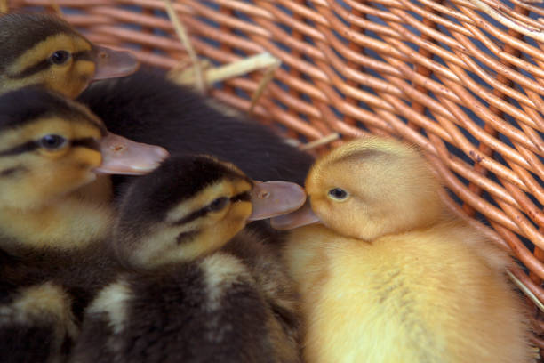 istock Several newborn ducklings with different colours in a basket 1154062118